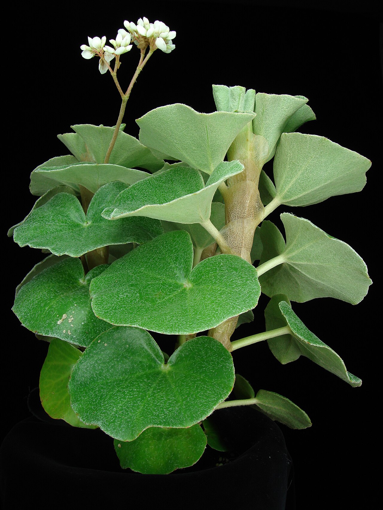 Detail zamatového povrchu listov rastliny Begonia venosa