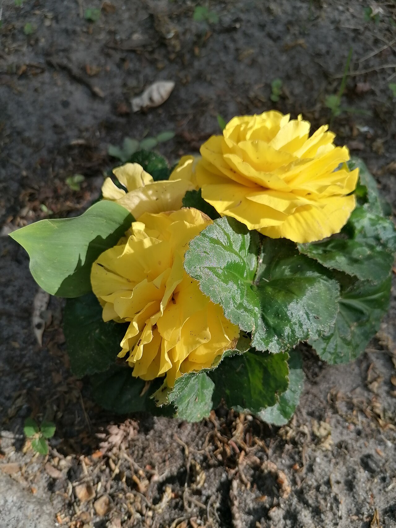 starostlivosť o Begonia × tuberhybrida v črepníku