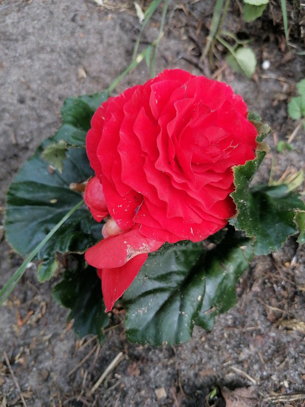 Kvitnúca Begonia × tuberhybrida s výraznými farebnými kvetmi