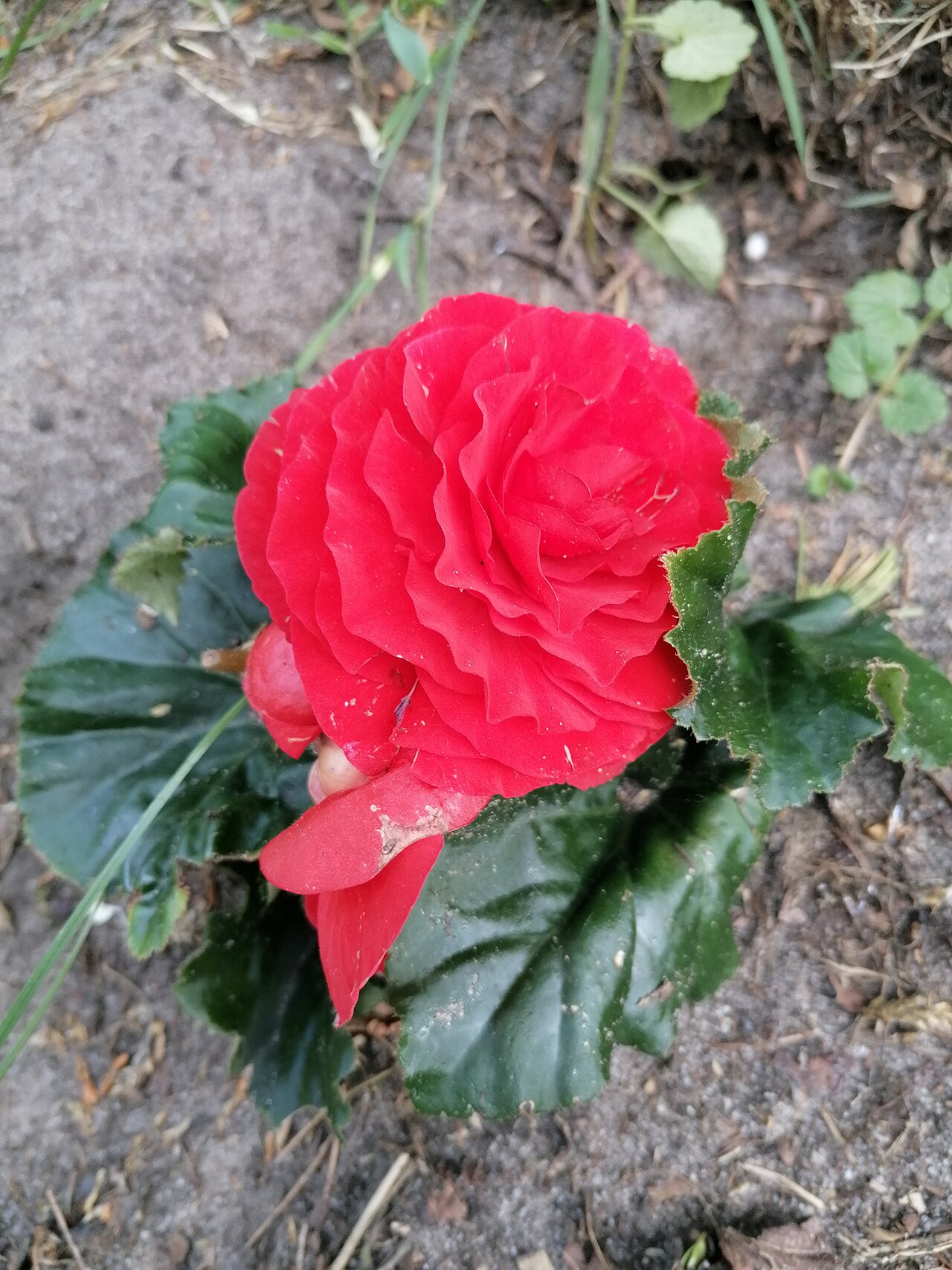 Detail listov a kvetov rastliny Begonia × tuberhybrida