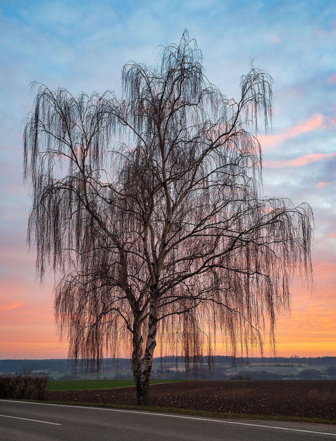 Listy Betula pendula počas vegetačnej sezóny