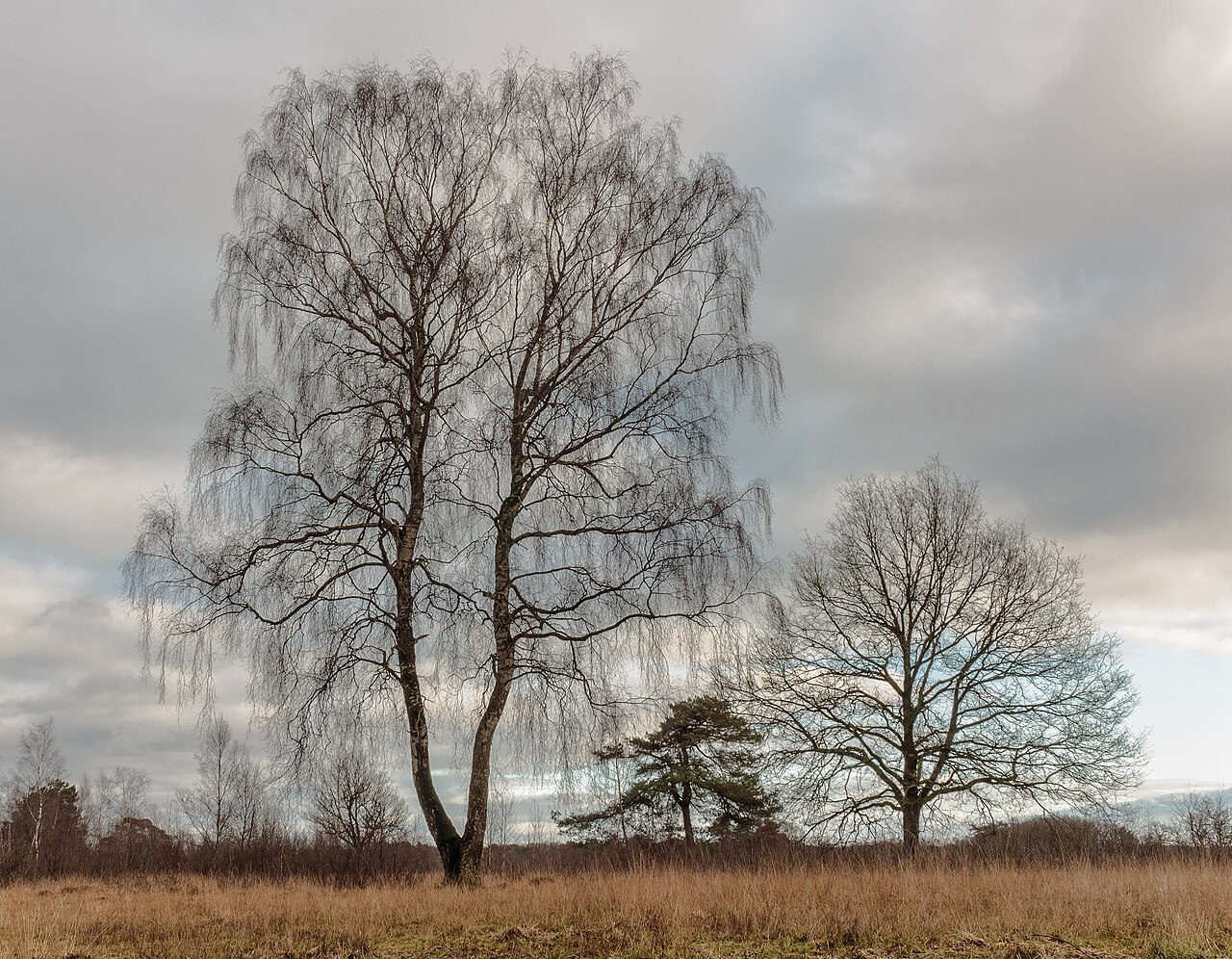 Betula pendula pestovaná ako bonsaj