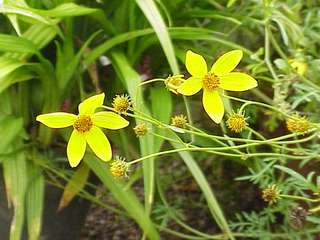 Starostlivosť o Bidens ferulifolia na slnečnom balkóne
