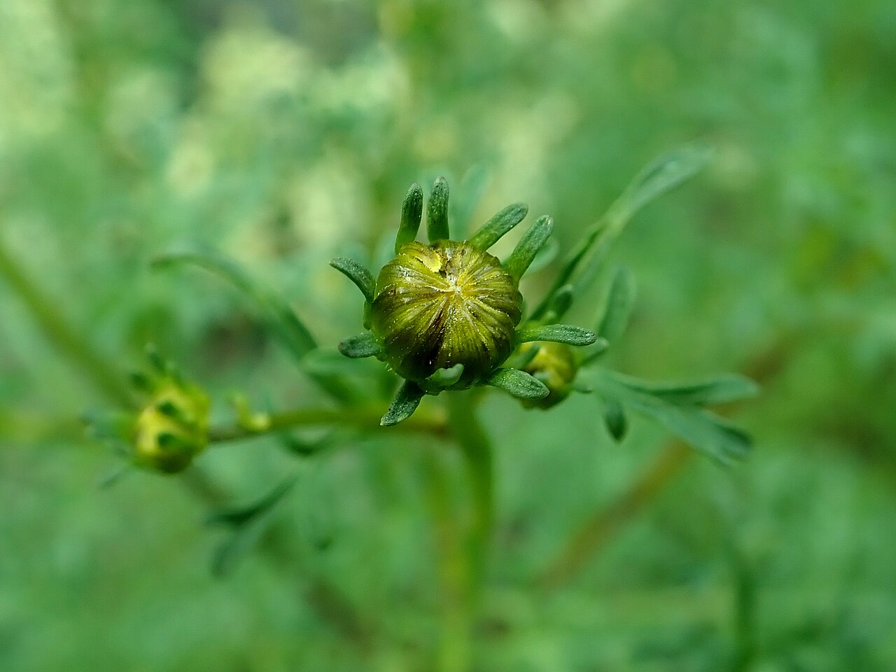 Bidens ferulifolia so žltými kvetmi v kvetináči