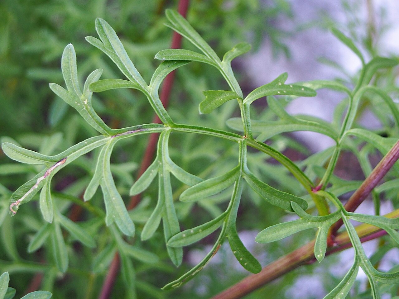 Detail listov a kvetov rastliny Bidens ferulifolia