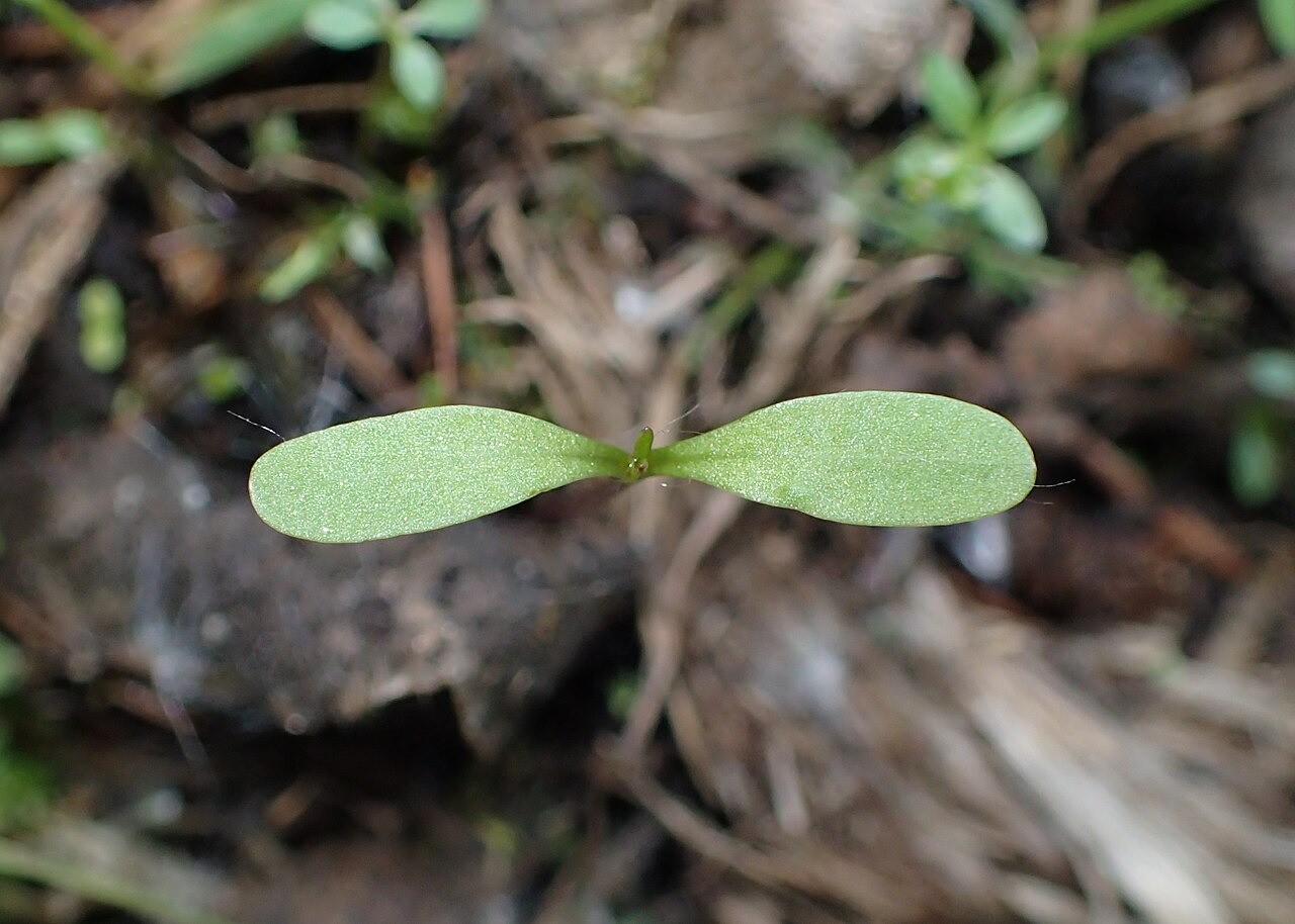 Detail listov rastliny Bidens tripartita
