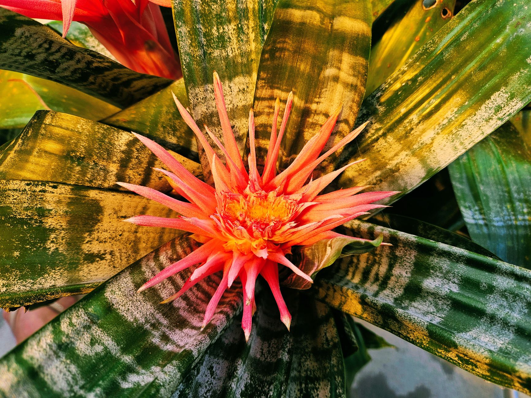 Detail kvetenstva rastliny Billbergia elegans