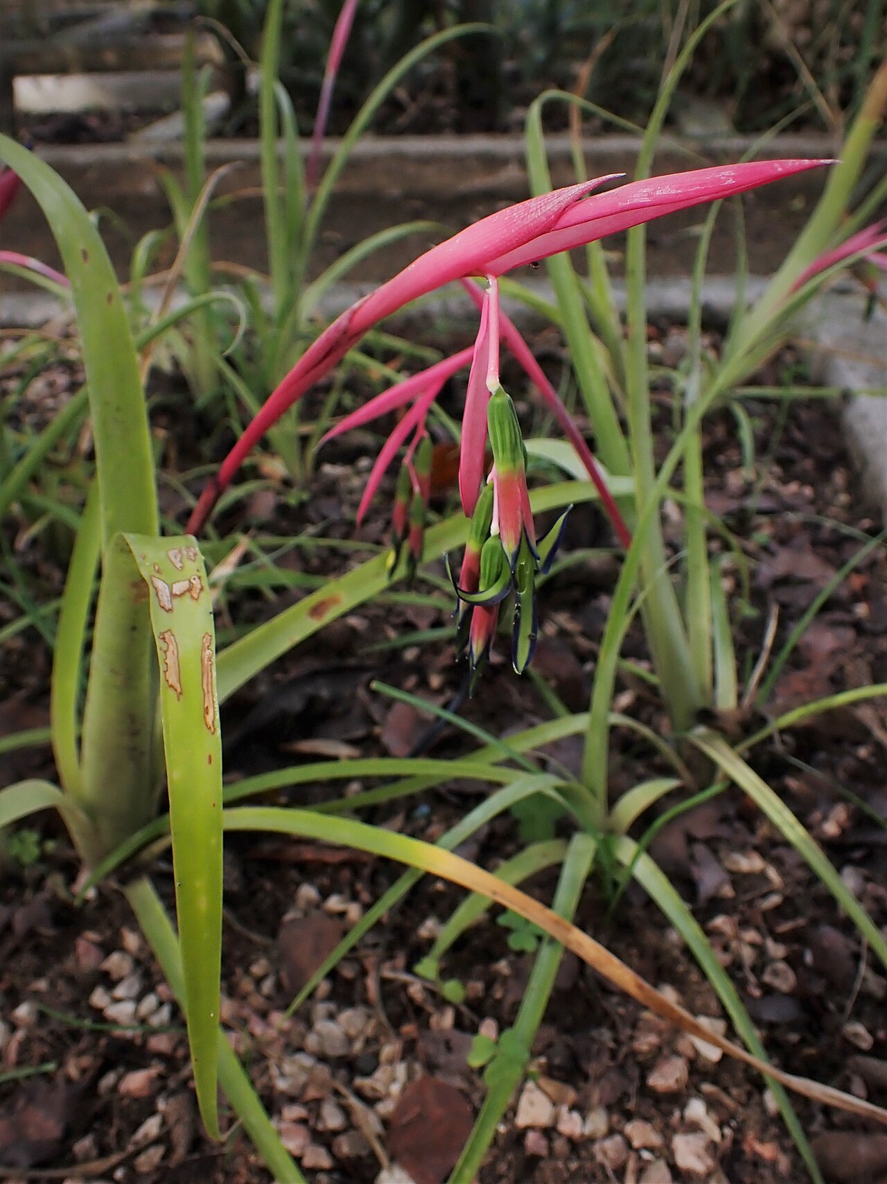 Kvitnúca Billbergia nutans s ružovo-modrými kvetmi