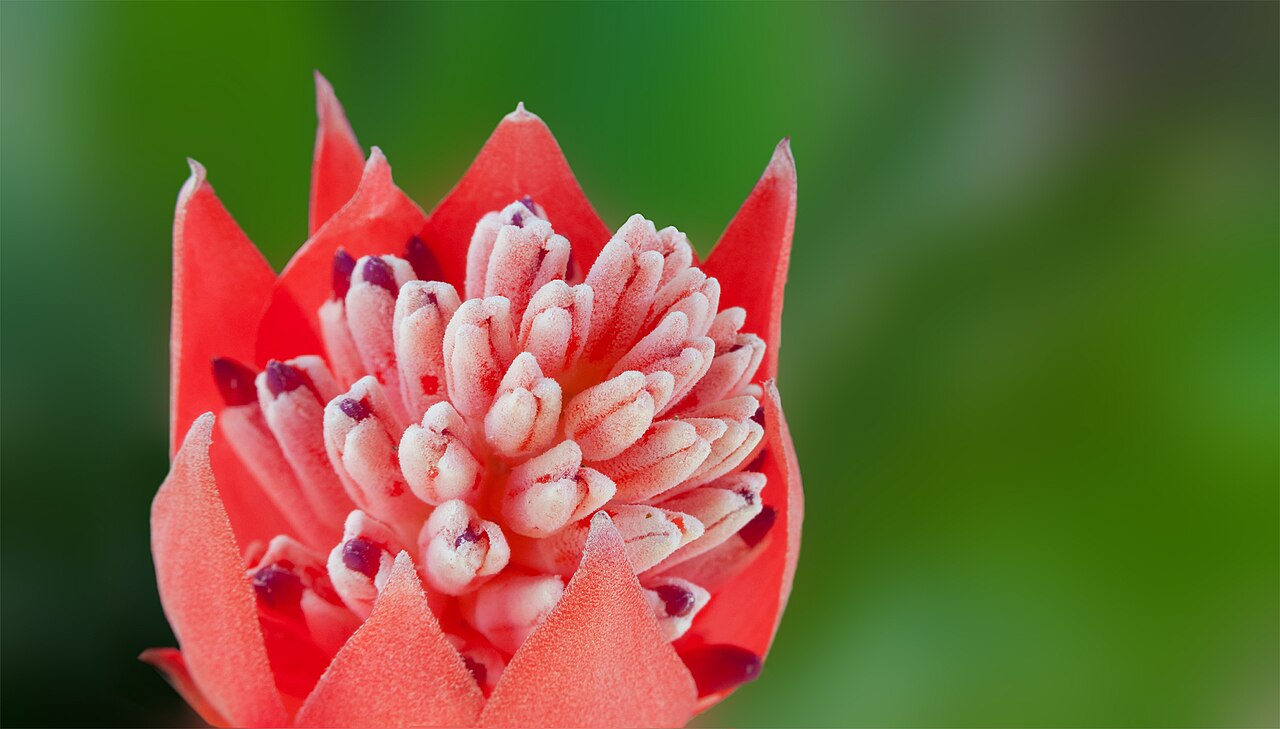 Billbergia pyramidalis pestovanie v interiéri