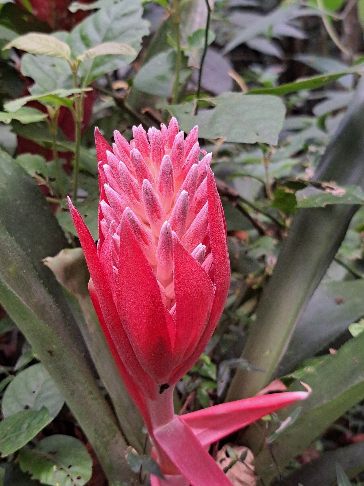 Detail ružice rastliny Billbergia pyramidalis