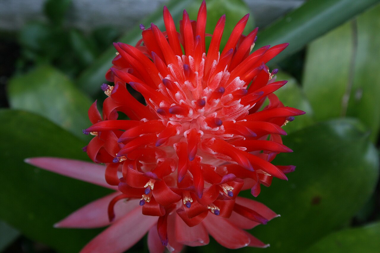 Kvitnúca bromélia Billbergia pyramidalis