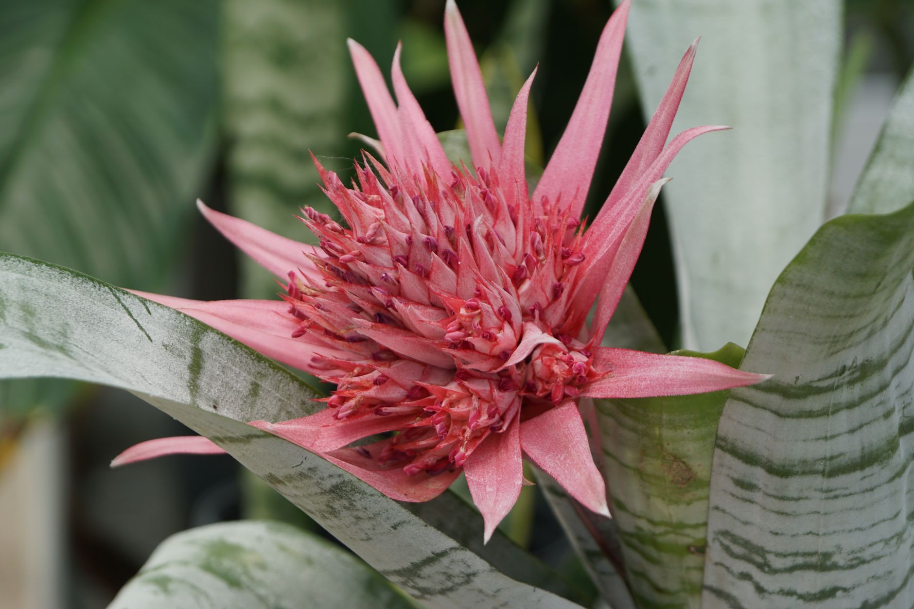Starostlivosť o Billbergia x rosea v interiéri