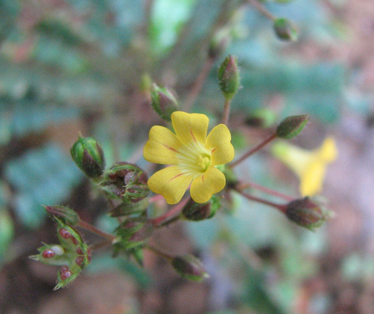 Biophytum sensitivum pestovanie v interiéri