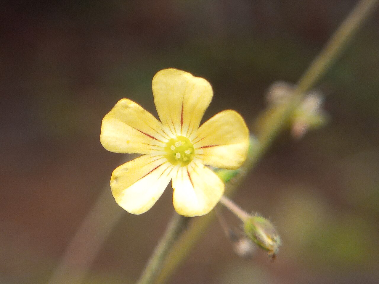 Detail listov rastliny Biophytum sensitivum