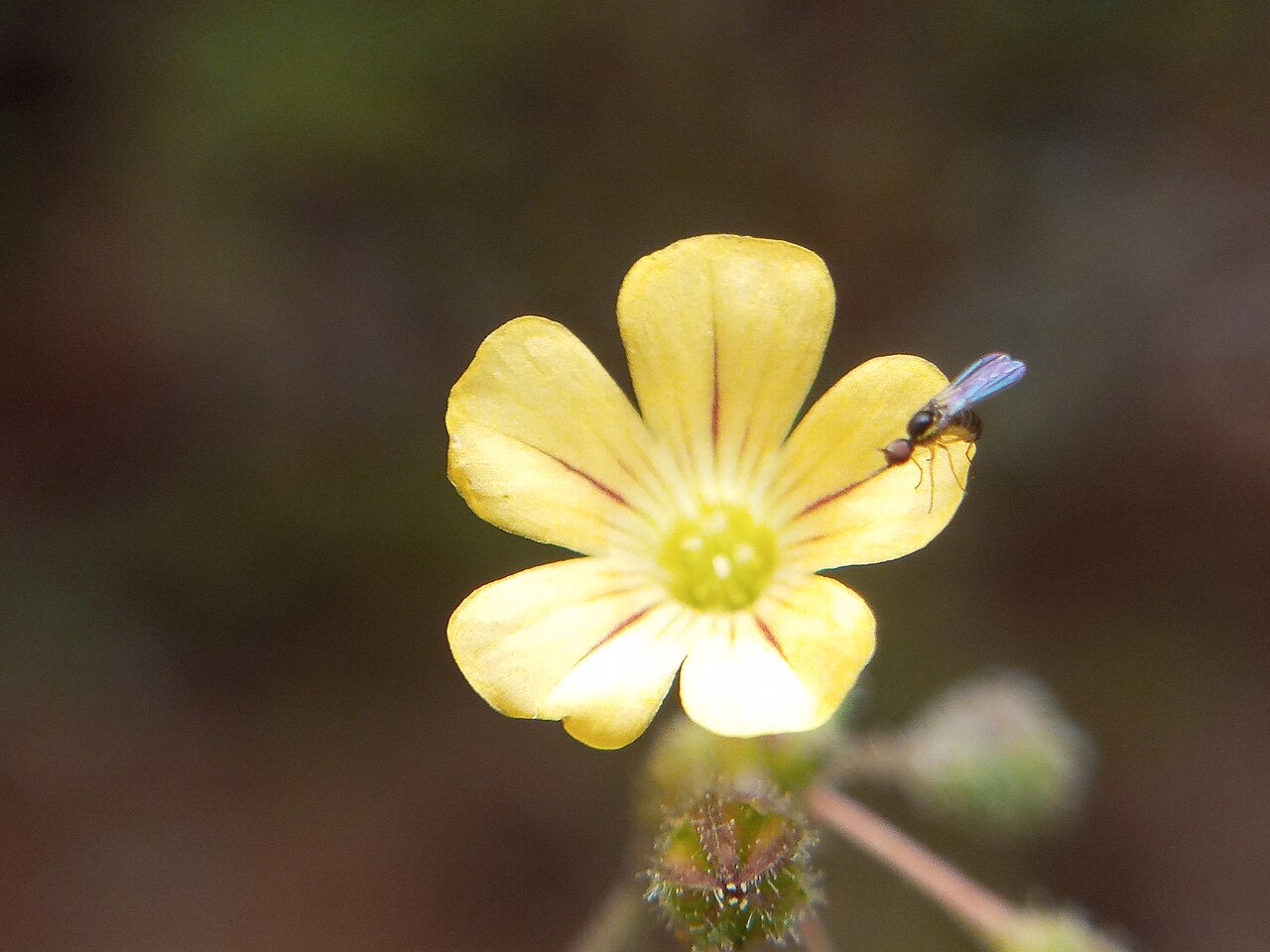 Biophytum sensitivum v teráriu