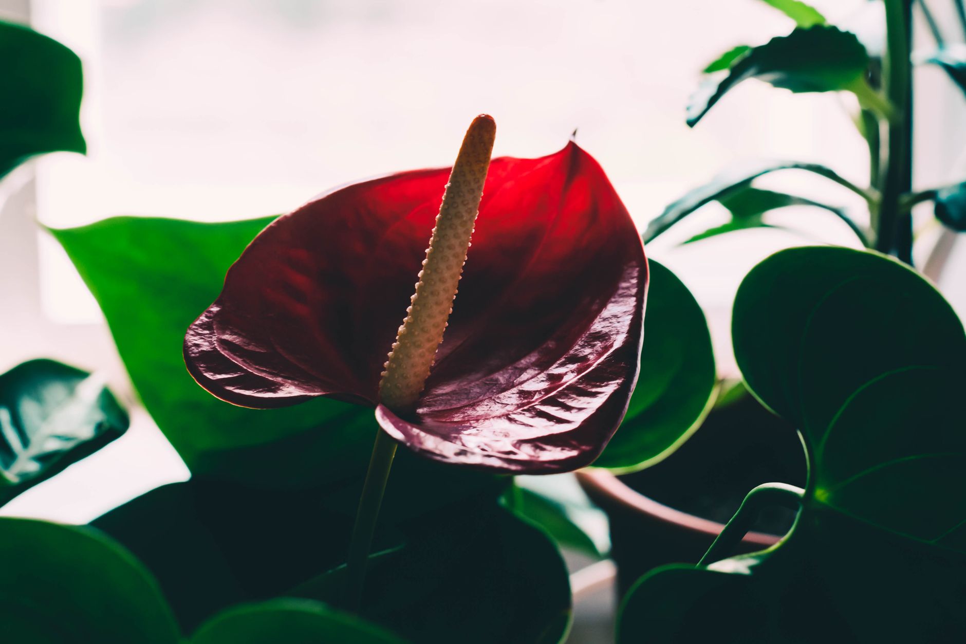 Lesklé listy rastliny Anthurium Andreanum Black Love