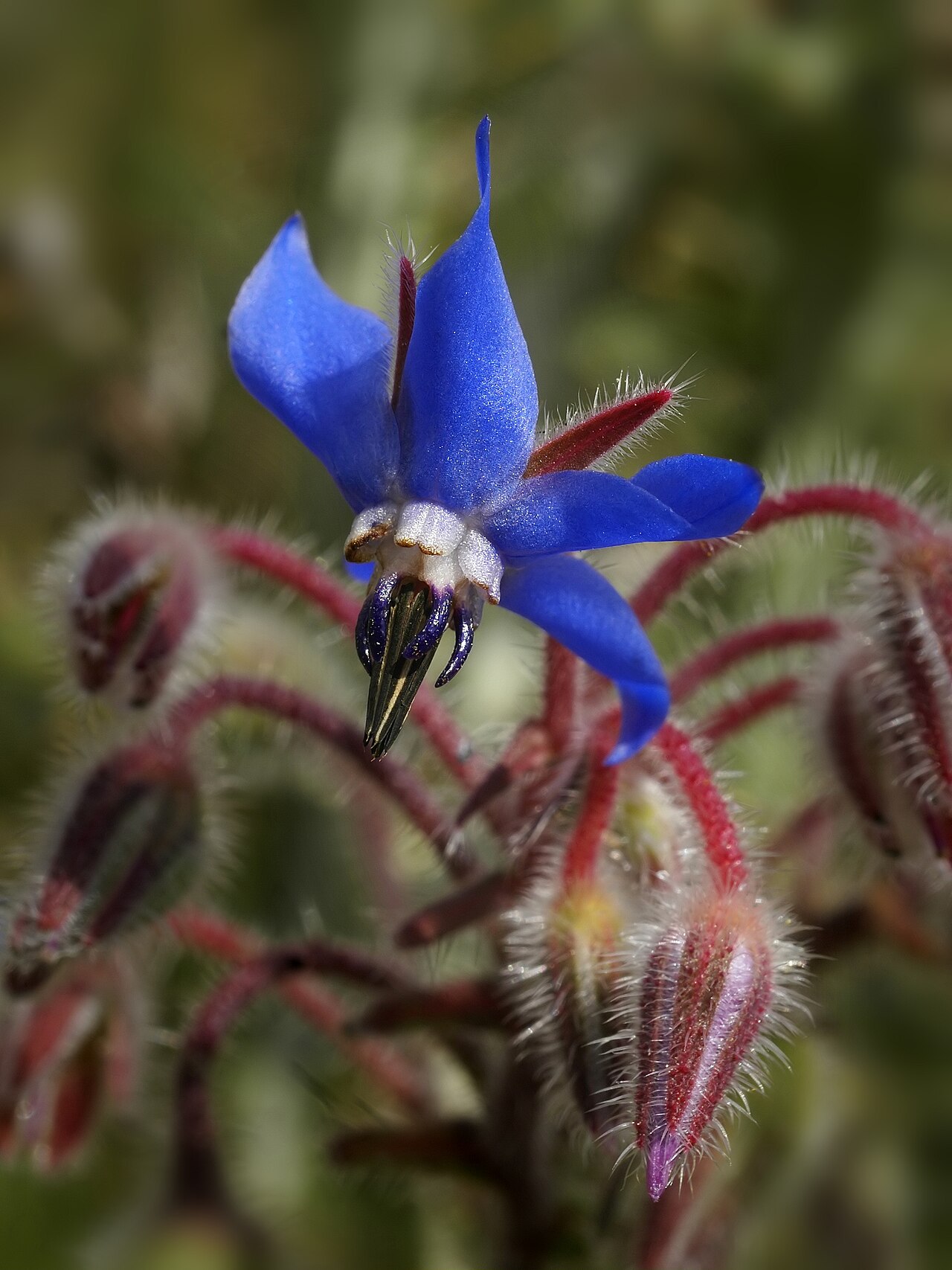 Starostlivosť o Borago officinalis v bylinkovej záhrade