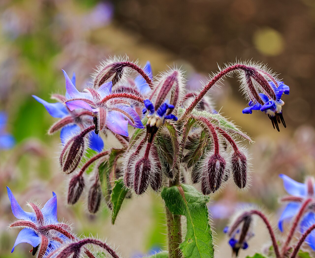 Borago officinalis s modrými hviezdicovitými kvetmi