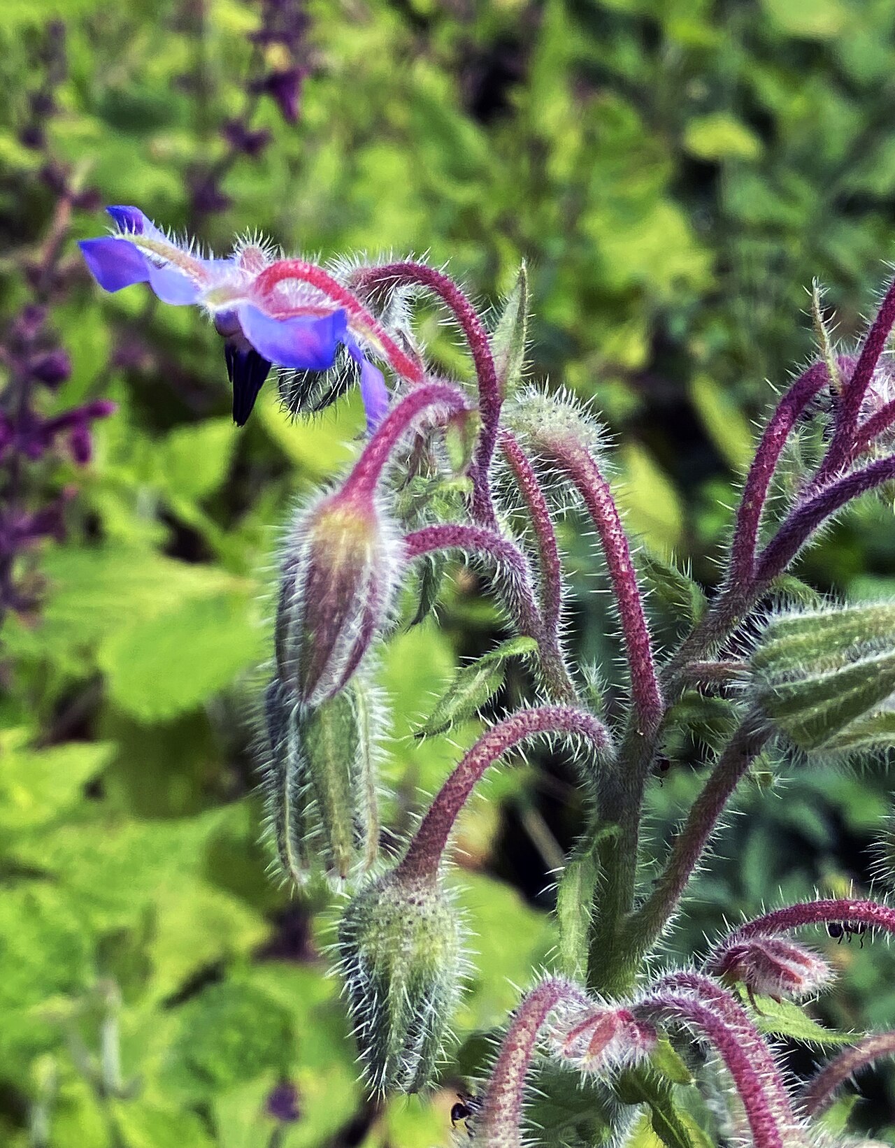 Detail listov a stoniek rastliny Borago officinalis