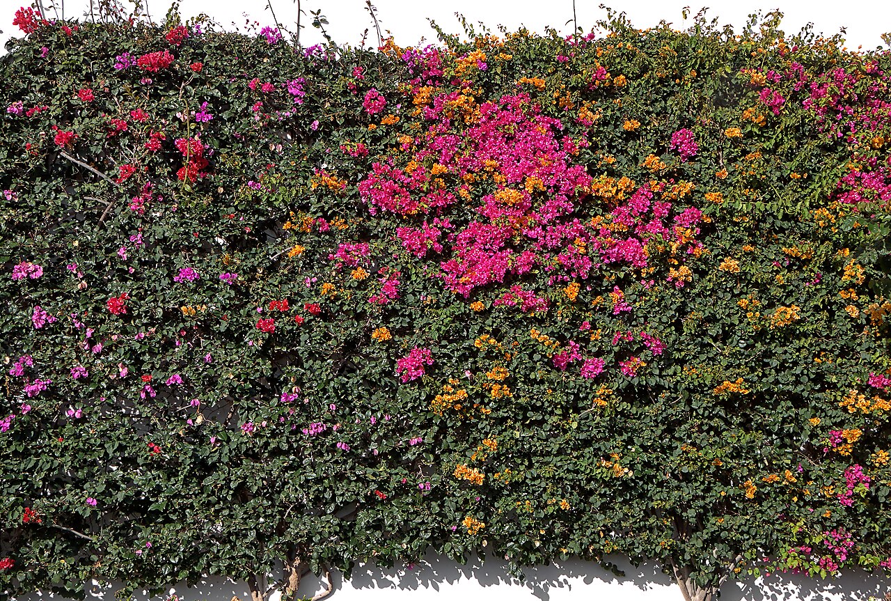 Starostlivosť o Bougainvillea glabra na slnečnom stanovišti