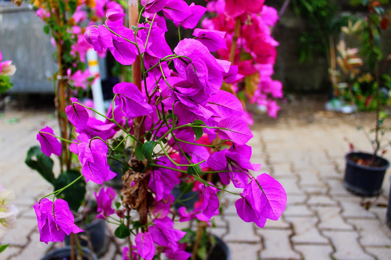 Bougainvillea glabra s výraznými ružovými listenmi