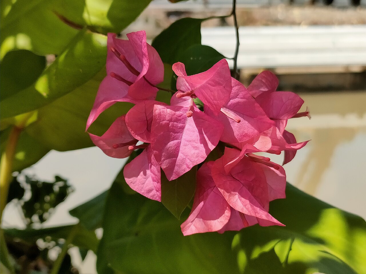Detail listov a kvetov rastliny Bougainvillea glabra