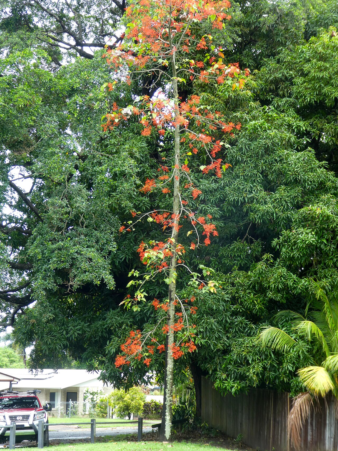 Brachychiton acerifolius s typickými laločnatými listami
