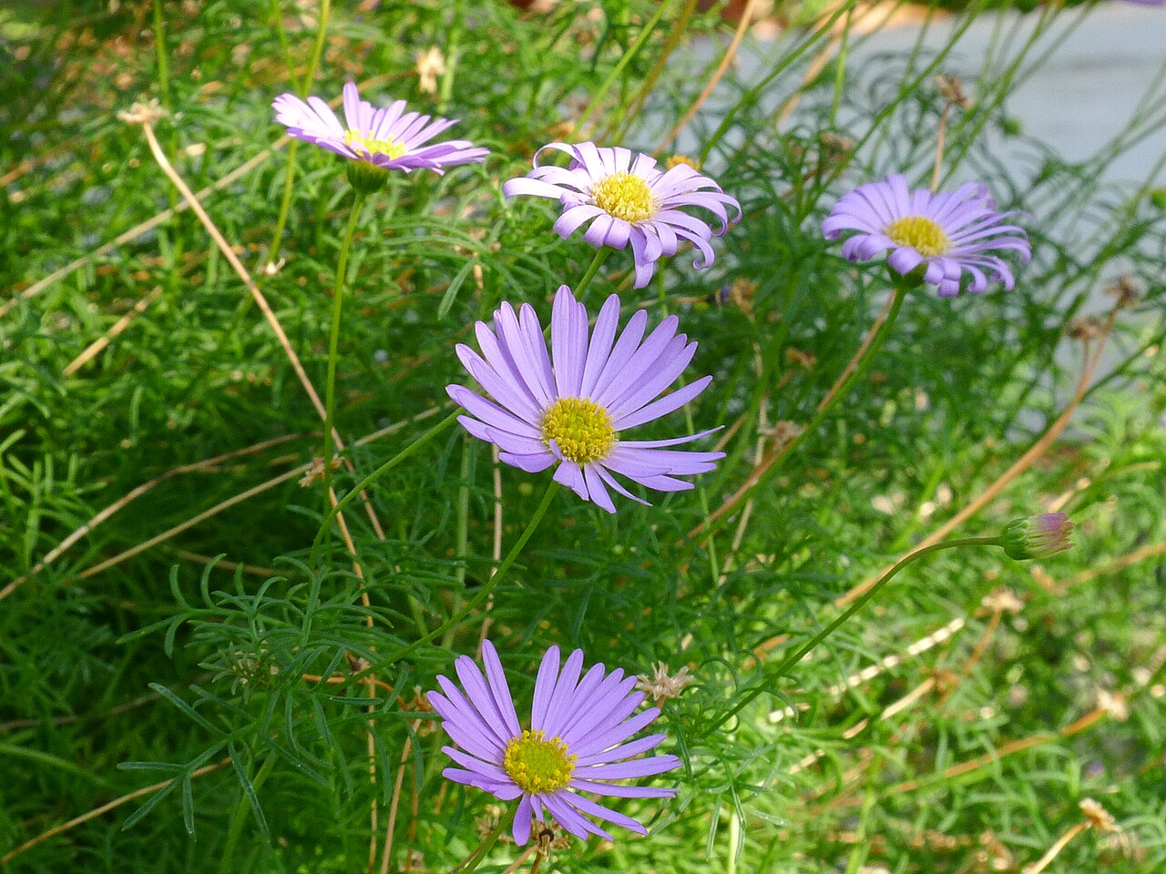 Detail listov a kvetov rastliny Brachycome iberidifolia
