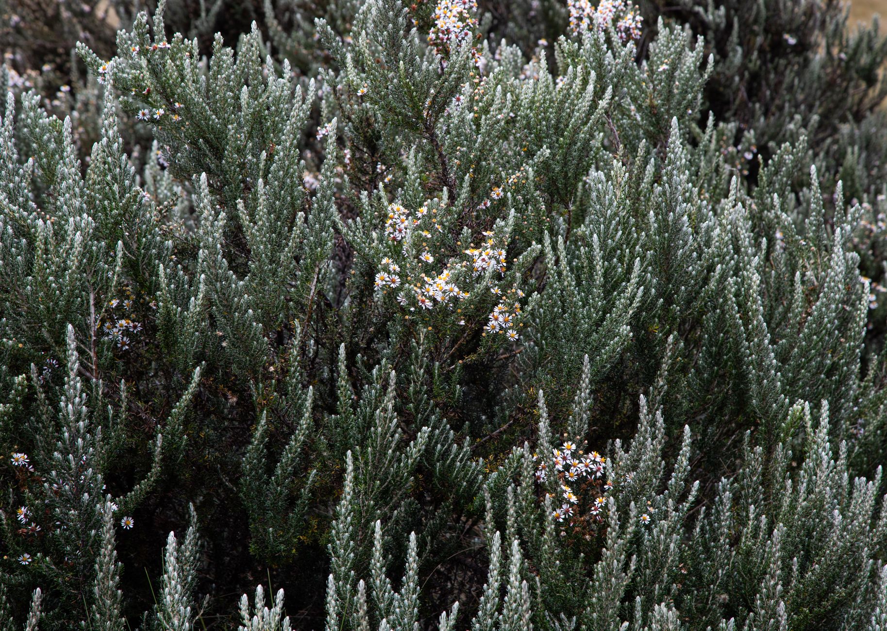 Striebristosivé listy rastliny Brachyglottis × hybridum