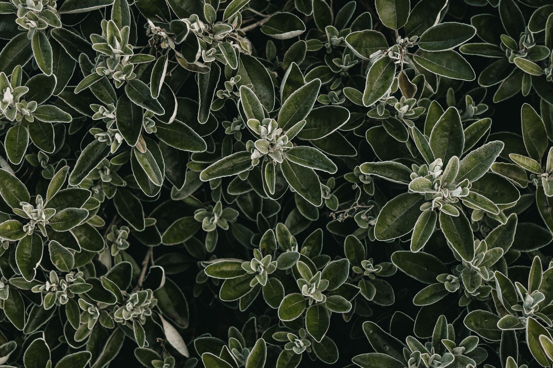 starostlivosť o Brachyglottis × hybridum v záhrade