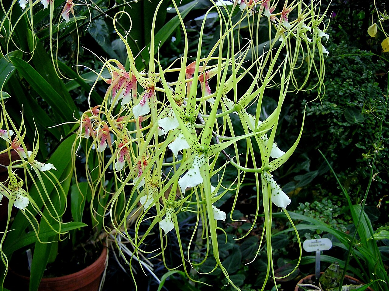 Starostlivosť o Brassia verrucosa a detail jej kvetov