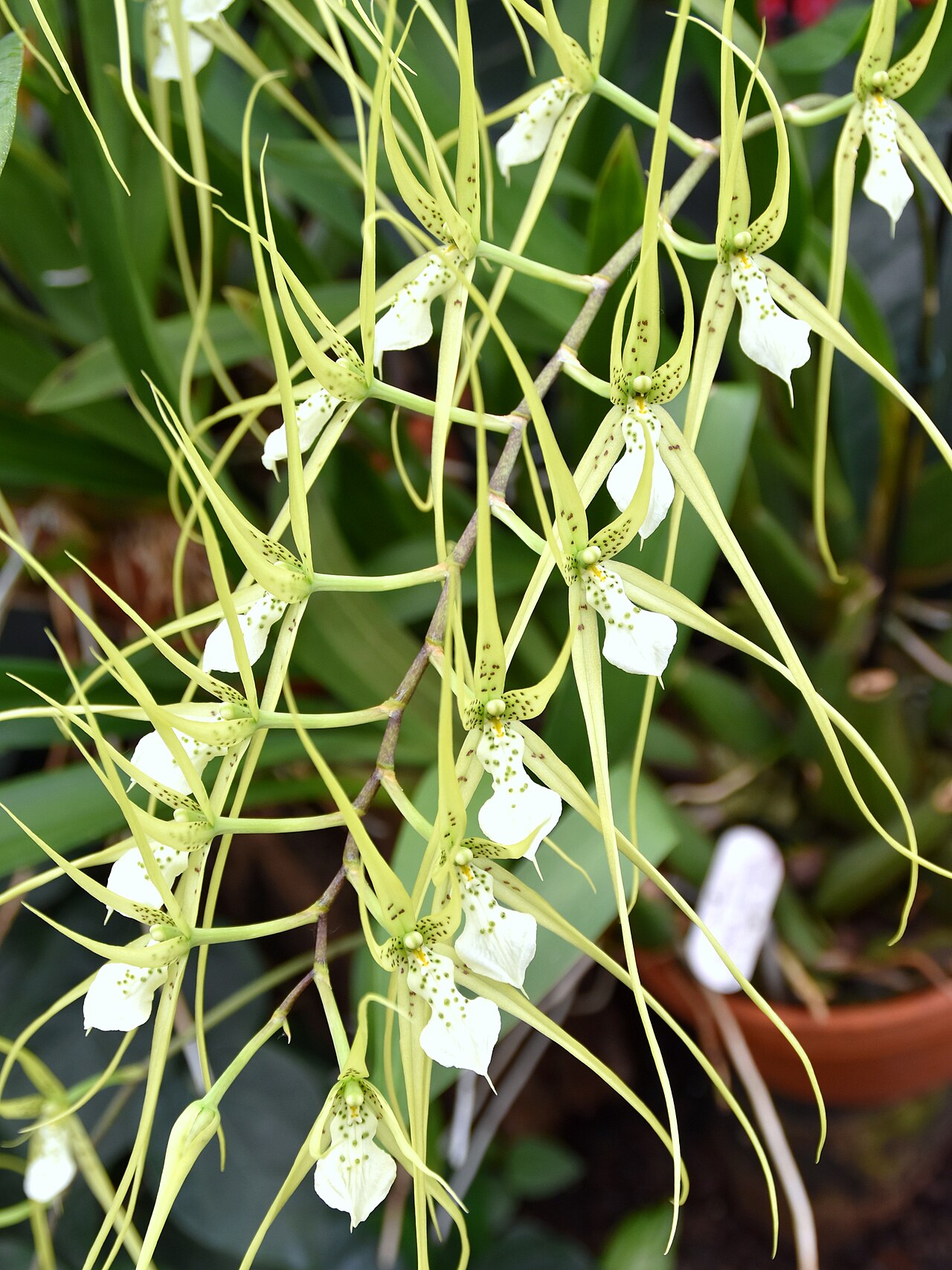 Brassia verrucosa s dlhými pavúčimi kvetmi