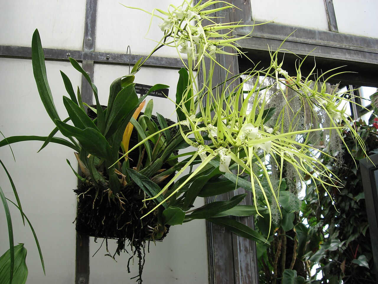 Kvitnúca orchidea Brassia verrucosa v kvetináči