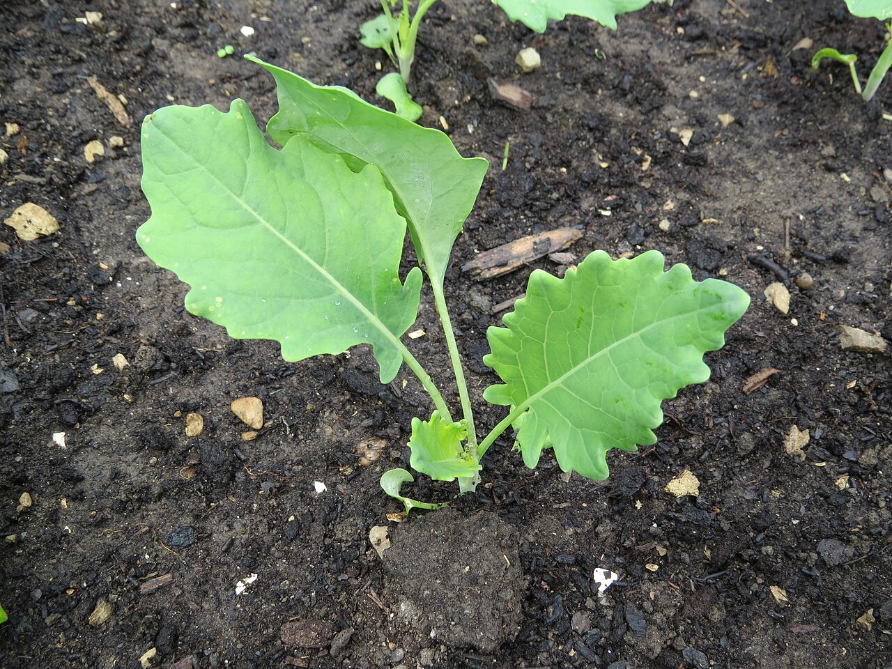 Brassica oleracea pestovaná na svetlom stanovišti