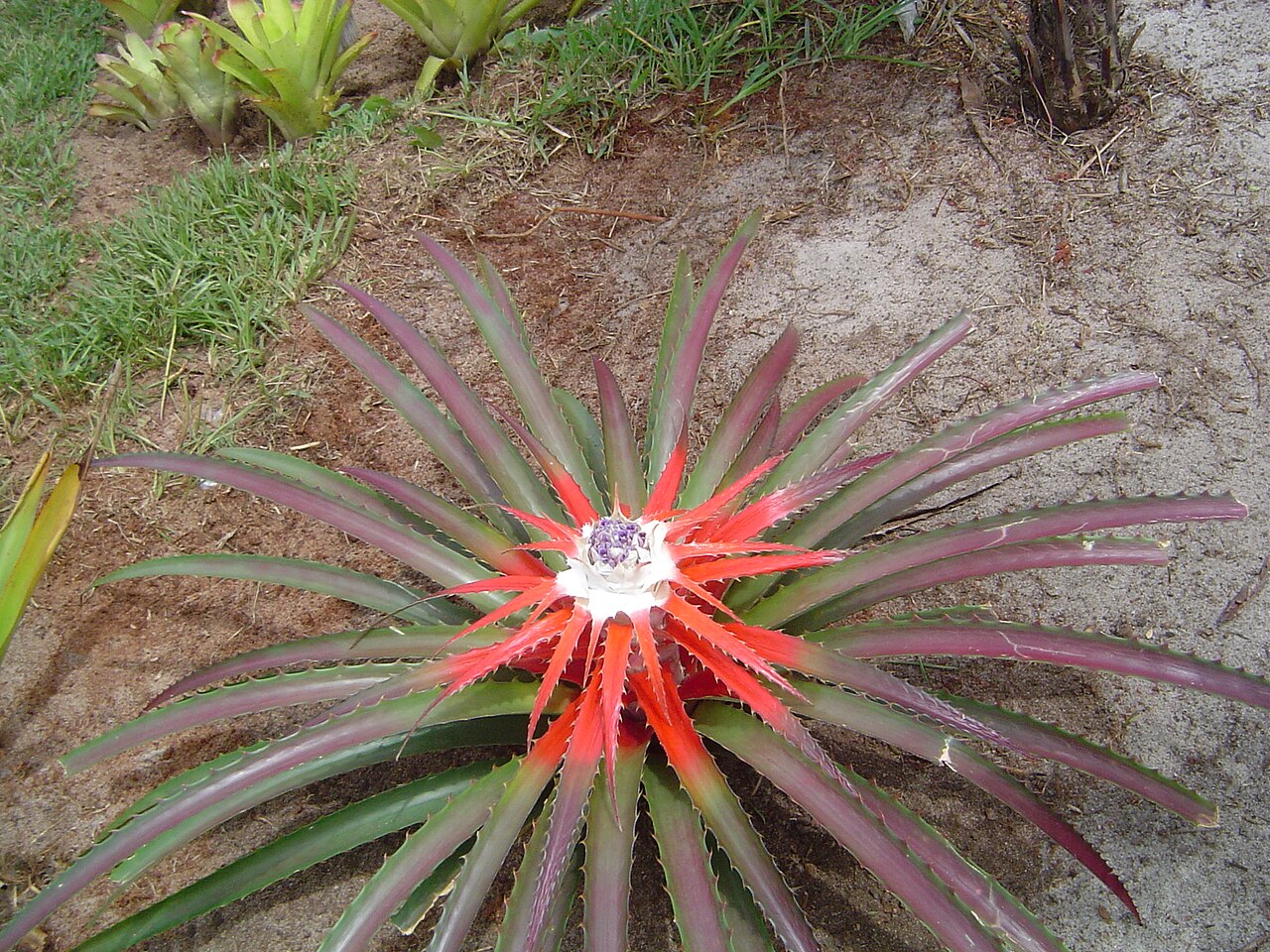Starostlivosť o Bromelia balansae a detail listovej ružice