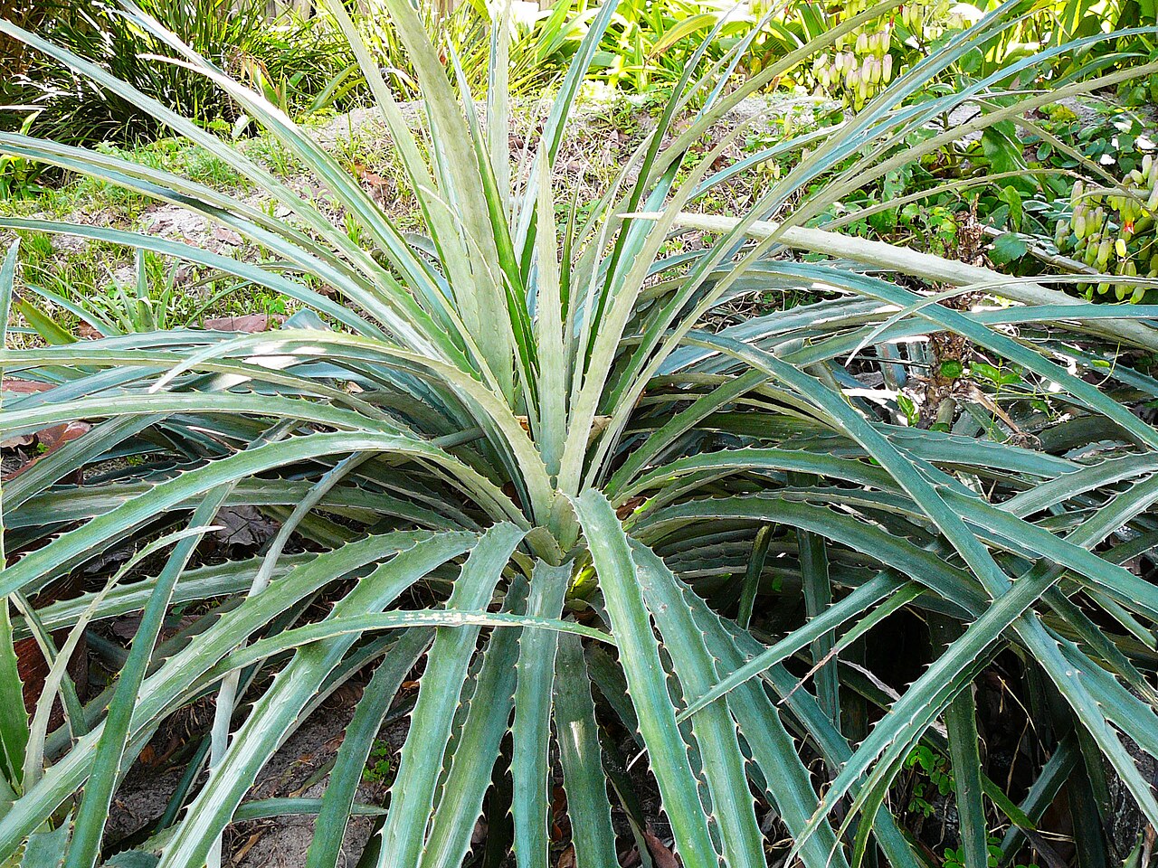 Bromelia balansae s ostnatými listami v kvetináči