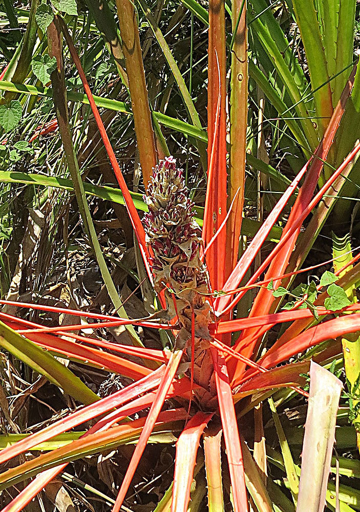 Detail listov rastliny Bromelia balansae