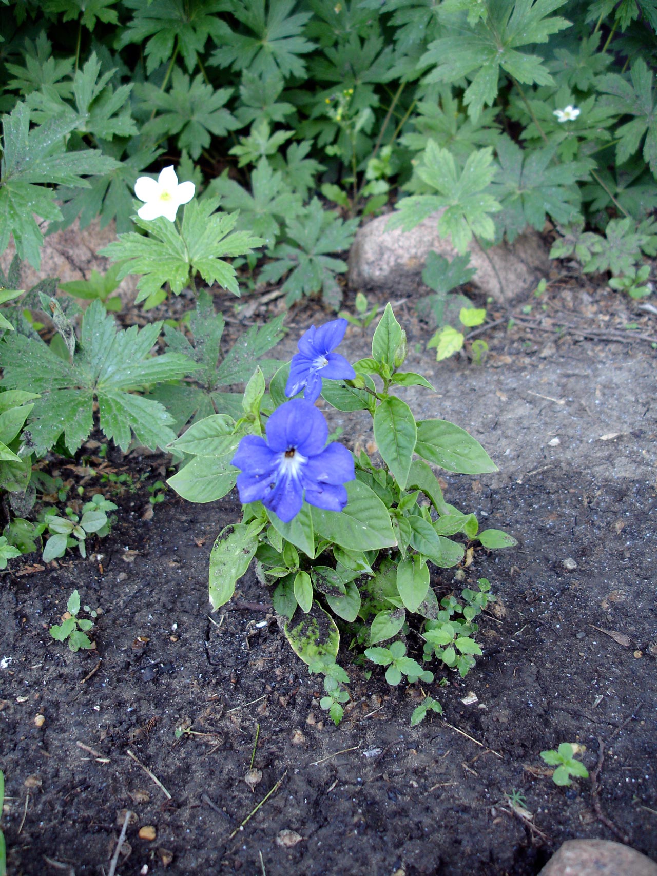Browallia speciosa pestovanie v kvetináči na svetlom mieste