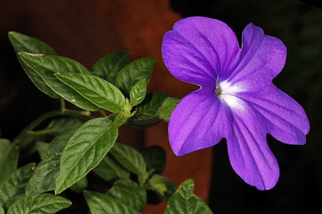Kvety rastliny Browallia speciosa v modrofialovom odtieni