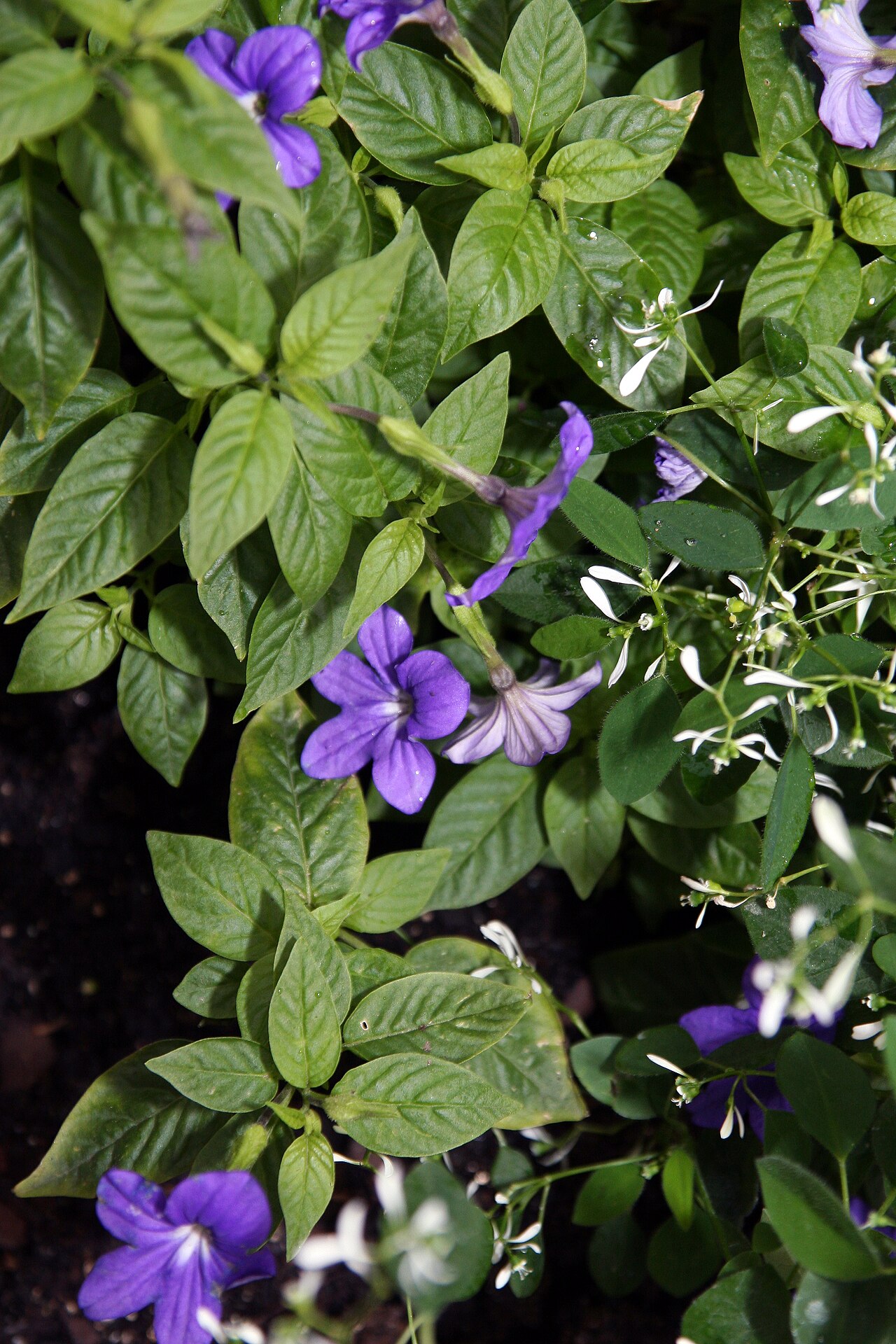 Detail lesklých listov a kvetov Browallia speciosa