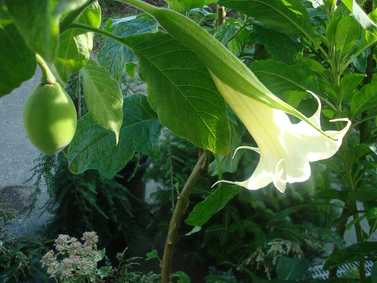 Brugmansia arborea pestovanie v kvetináči na svetlom mieste