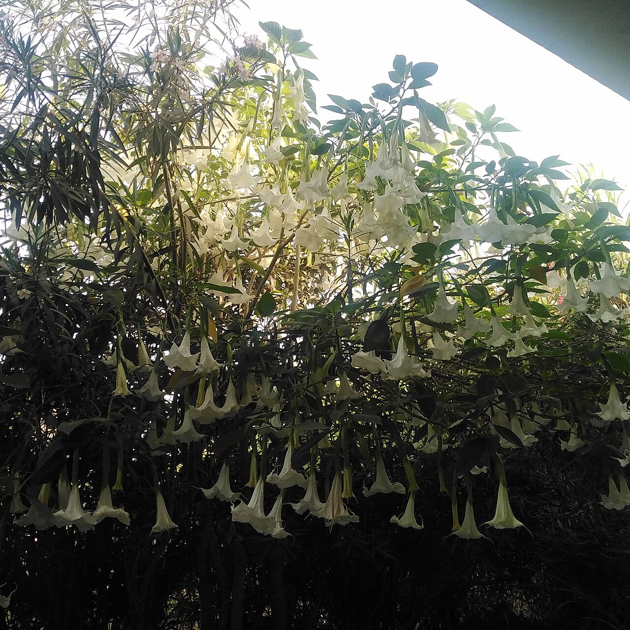 Detail kvetov rastliny Brugmansia arborea