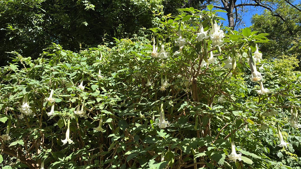 Tmavozelené listy Brugmansia arborea