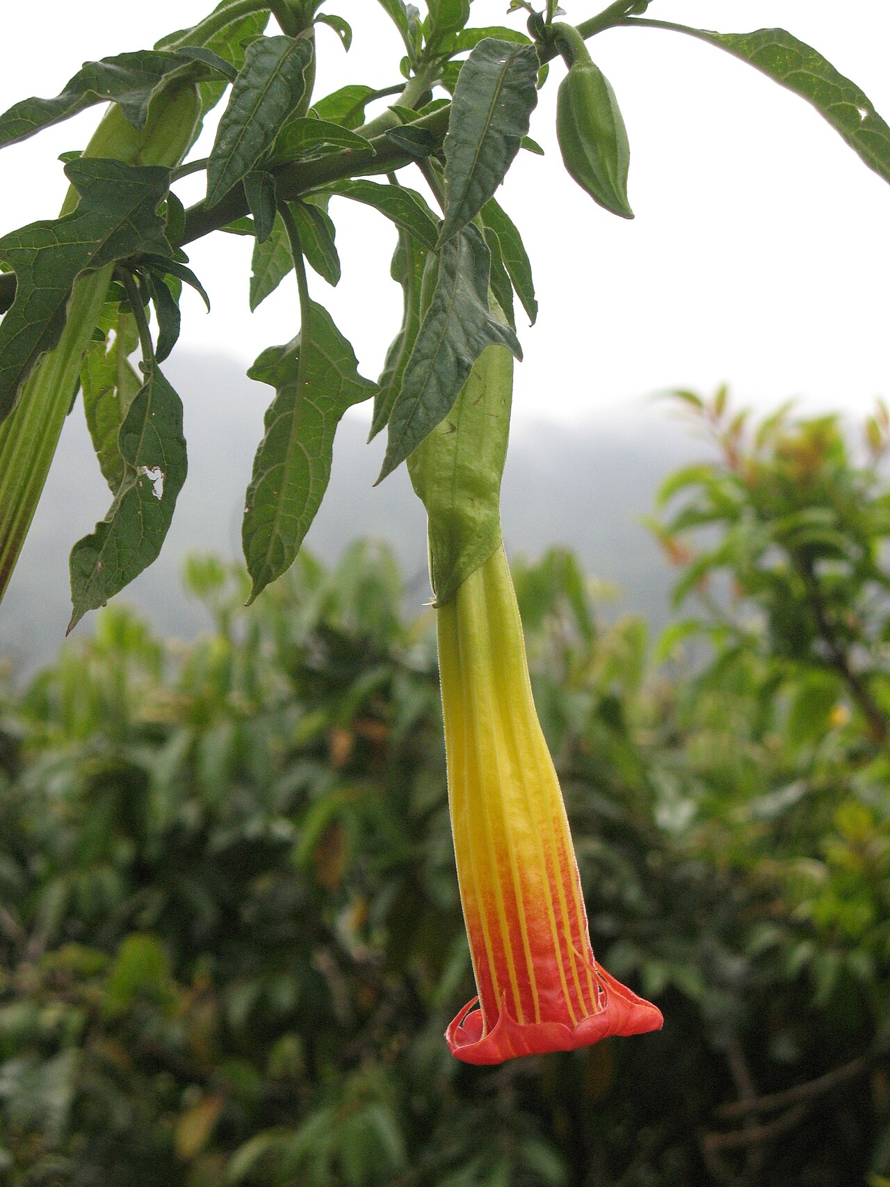 Brugmansia sanguinea pestovanie v nádobe s kvitnúcou rastlinou