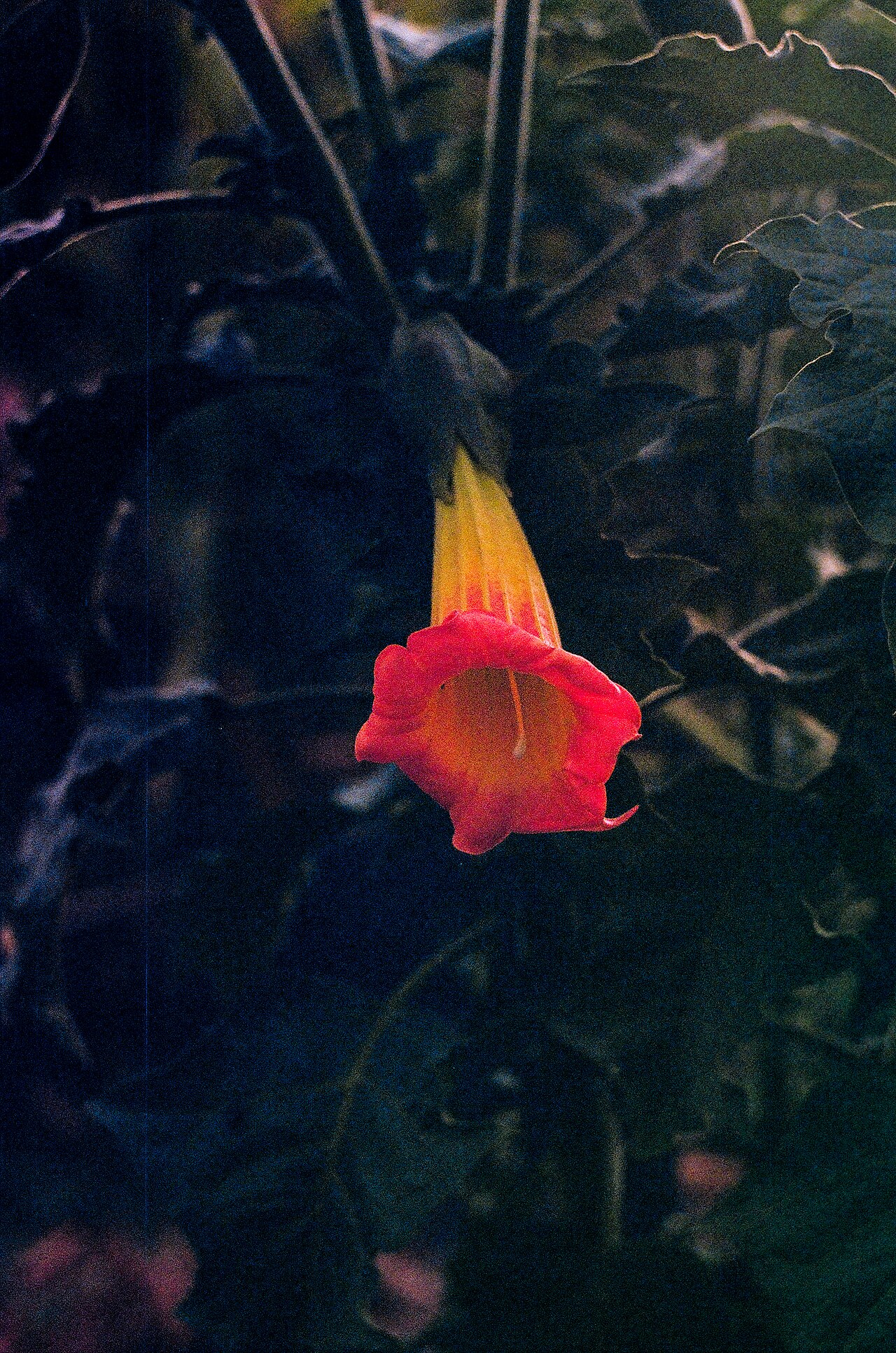 Detail kvetov Brugmansia sanguinea v červeno-oranžových odtieňoch