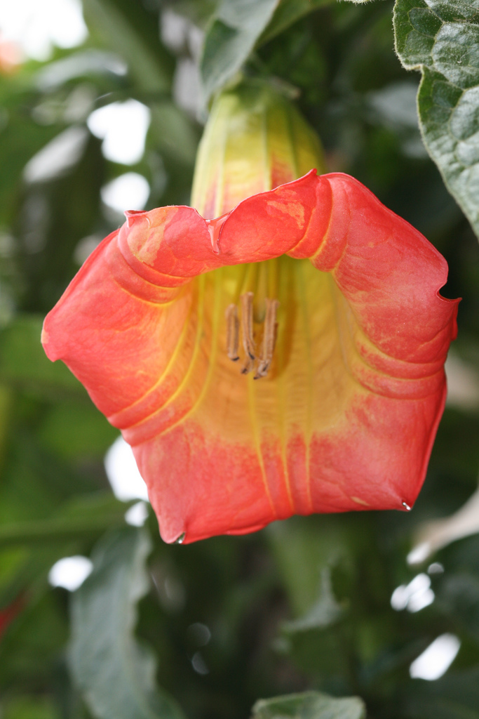 Tmavozelené listy rastliny Brugmansia sanguinea