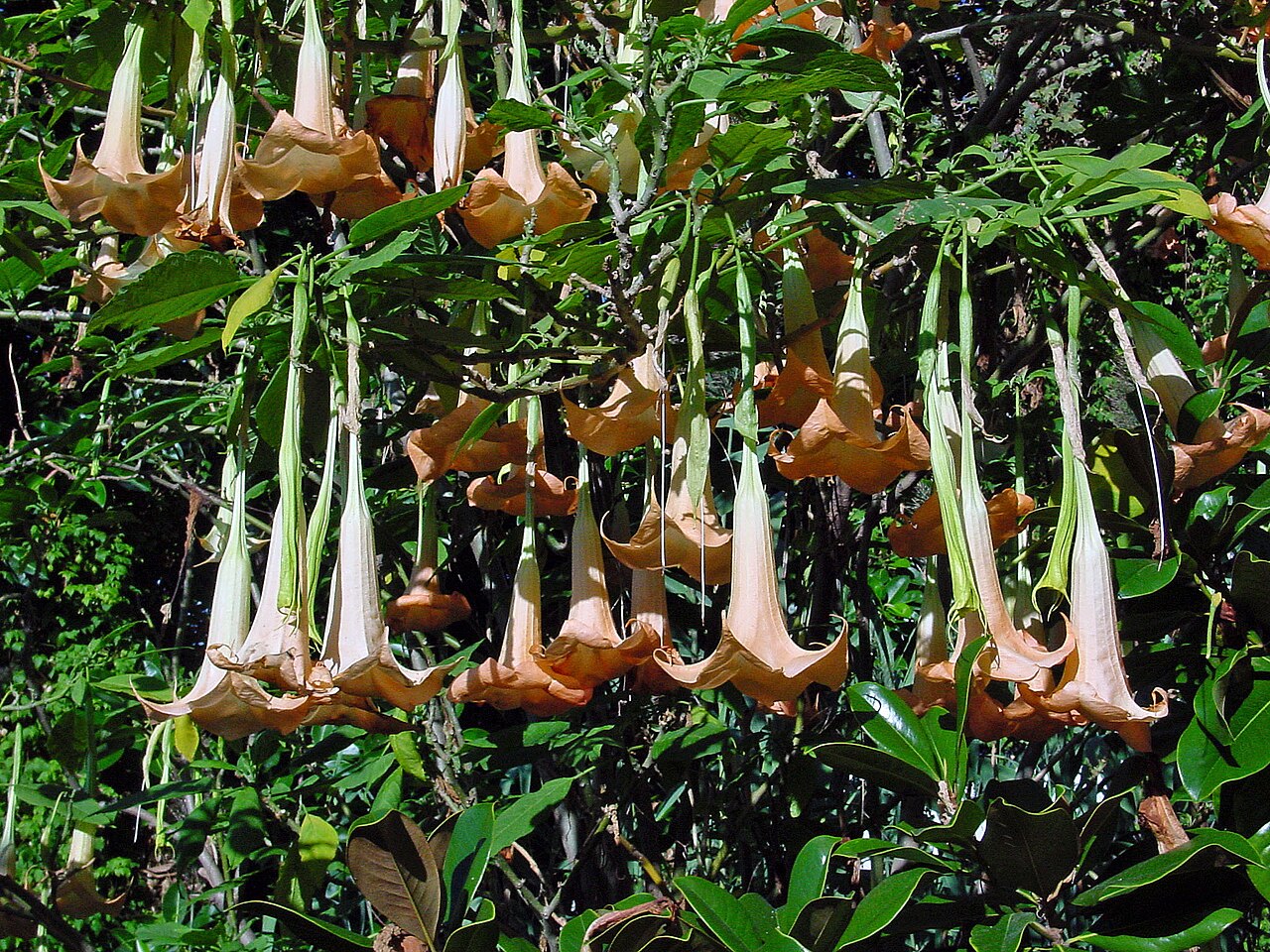 Brugmansia versicolor pestovanie v nádobe s veľkými previsnutými kvetmi