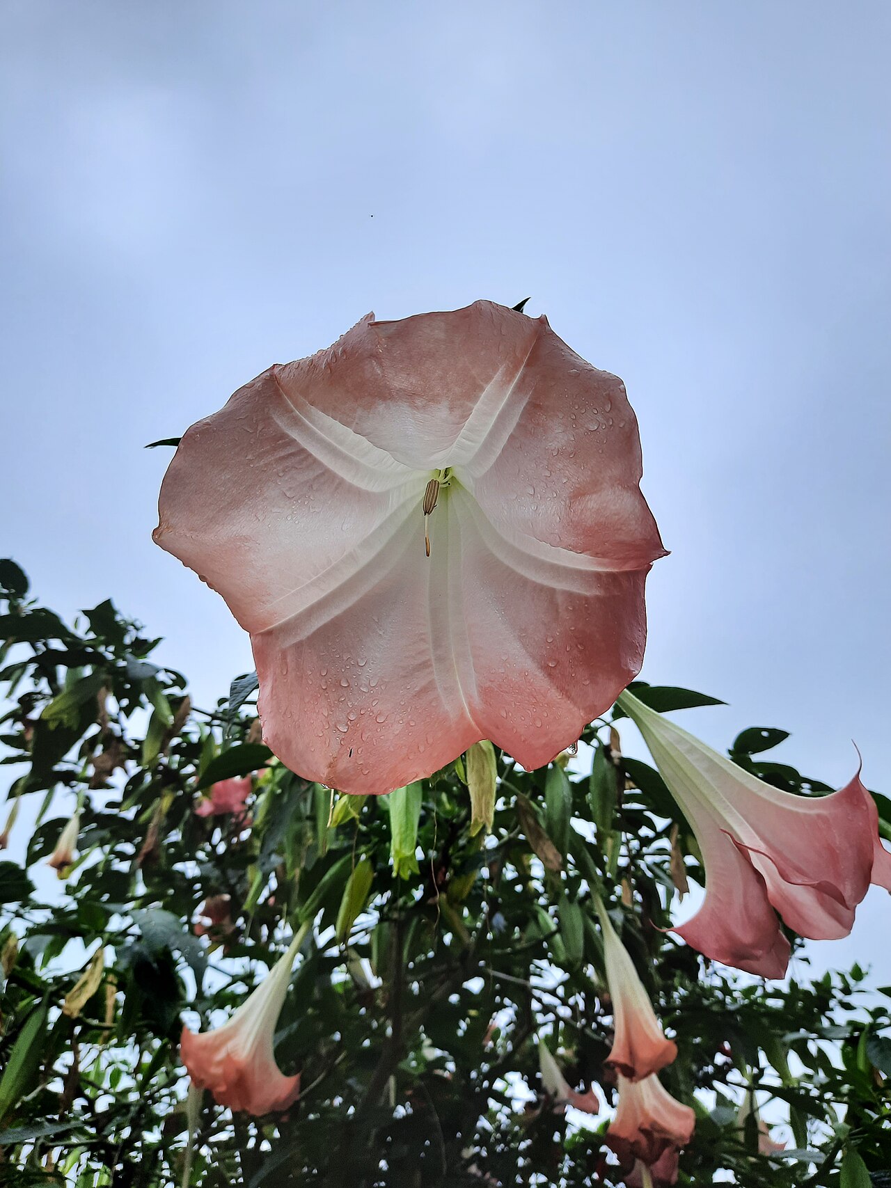 Detail kvetu Brugmansia versicolor v žltom až oranžovom odtieni
