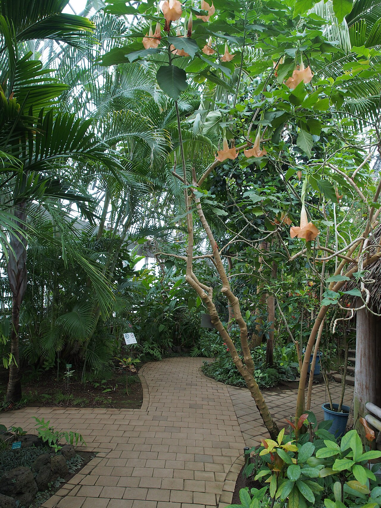 Listy rastliny Brugmansia versicolor v interiéri