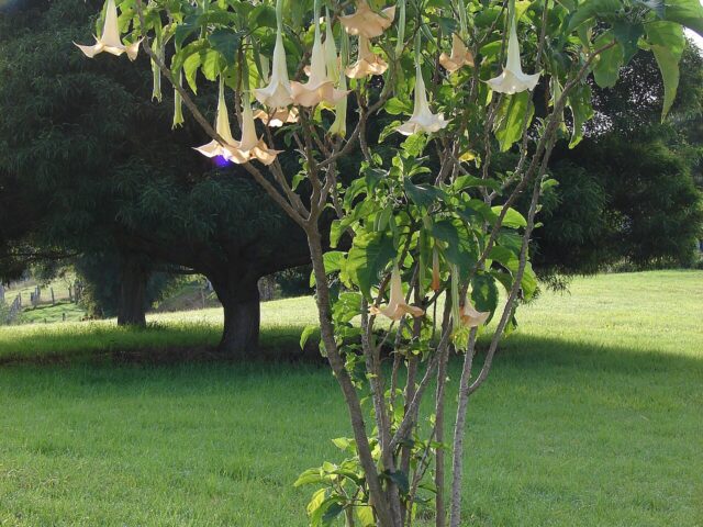 Brugmansia x candida pestovanie v nádobe s veľkými previsnutými kvetmi